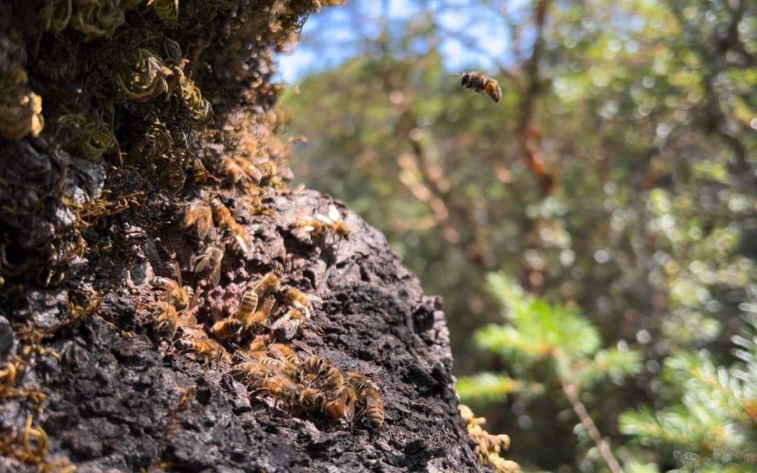 Apis Arborea: Securing Futures for Wild Honeybees