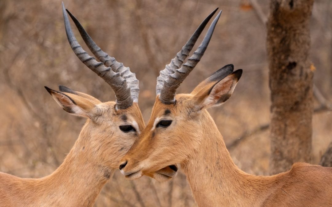 Antelopes locking heads credit H.Bieser from pixabay