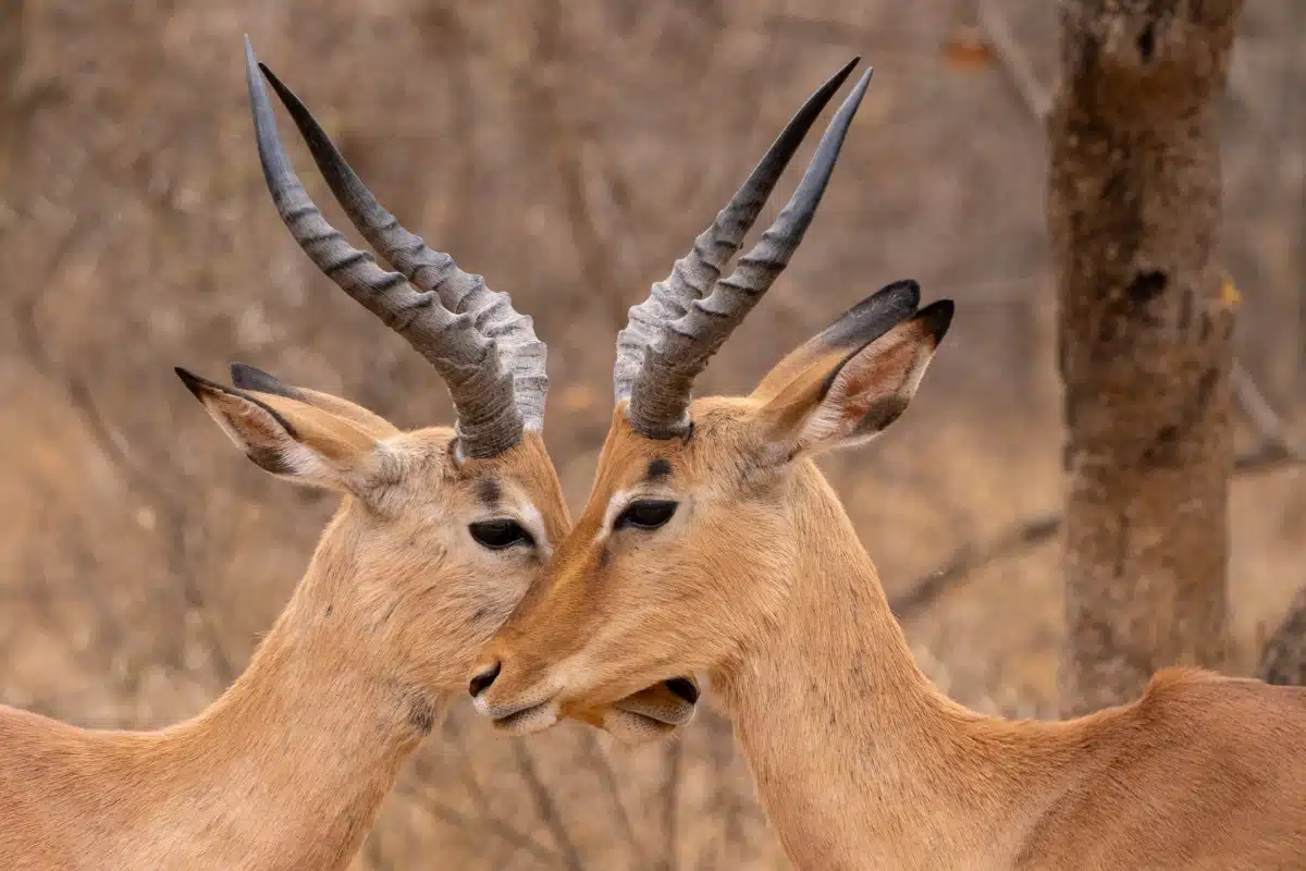 Cohabiting Earth: Seeking a Bright Future for All Life