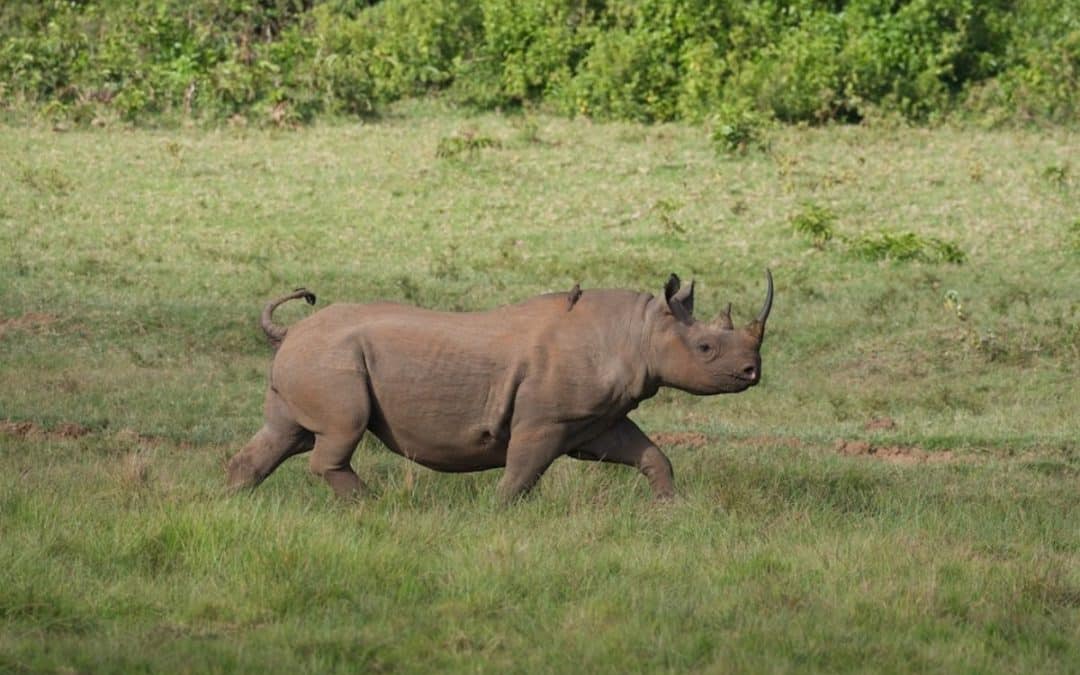Rhino Ark : Bringing back the iconic browsers to Kenya
