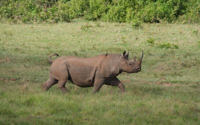 Rhino Ark : Bringing back the iconic browsers to Kenya