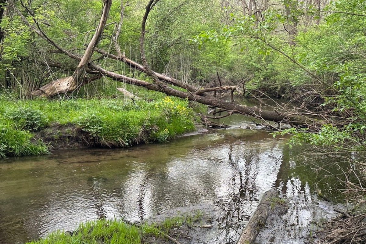 Restoring Life on a Former Golf Course