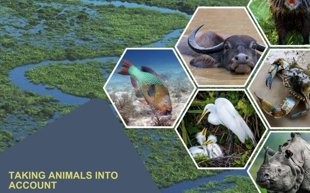 Taking Animals Into Account: The critical role of wild animals in shaping wetland ecosystems and the services they provide. A Report to the Ramsar Convention on Wetlands