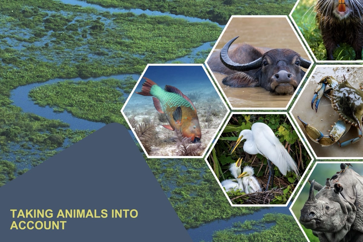 Taking Animals Into Account: The critical role of wild animals in shaping wetland ecosystems and the services they provide. A Report to the Ramsar Convention on Wetlands