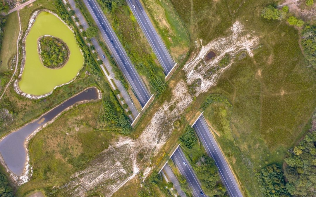 Wildlife crossing, credit: CreativeNature_nl from Getty Images