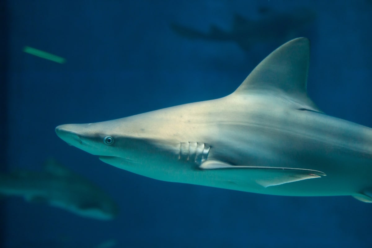 Sandbar shark Credit wrangel from Getty Images