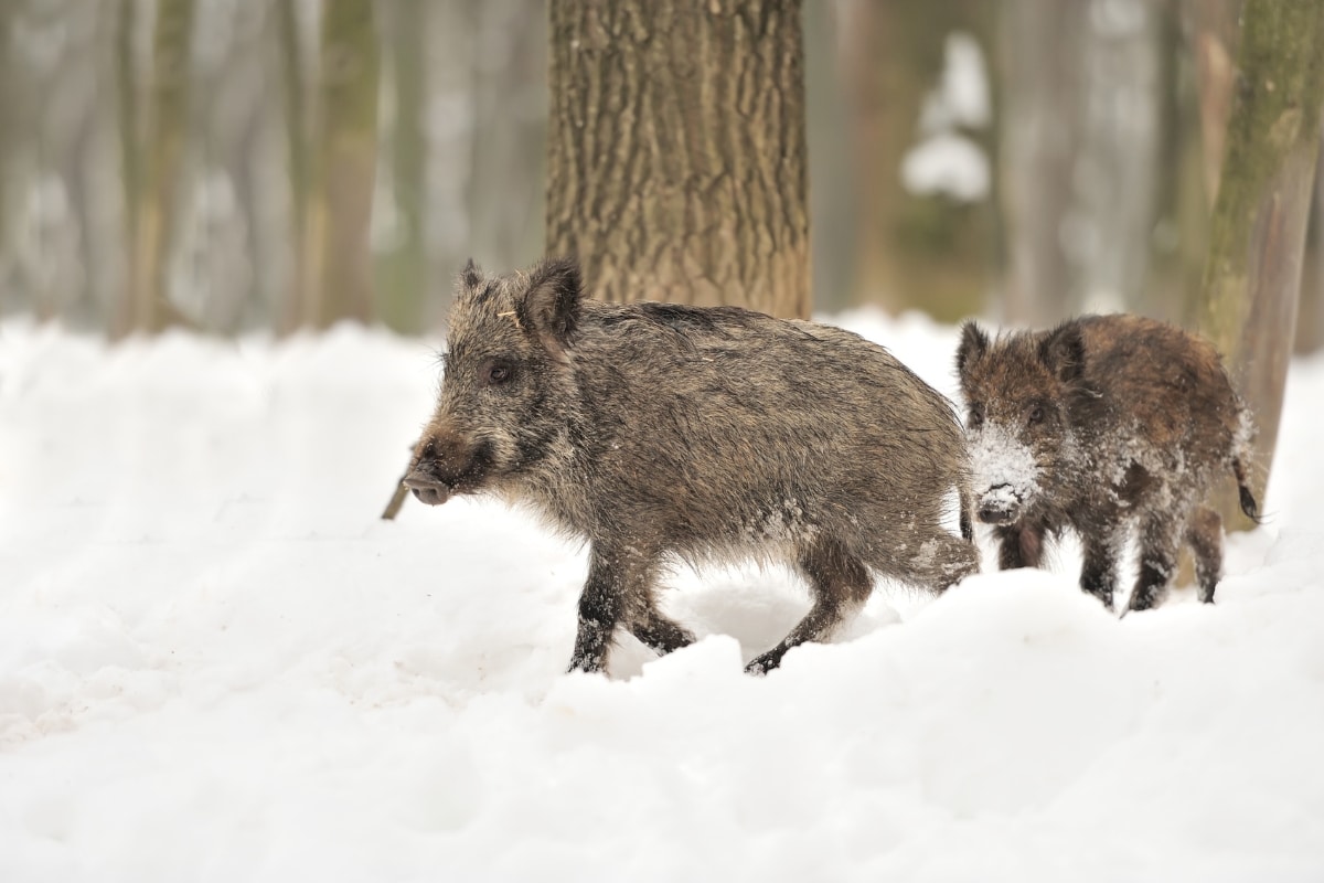 Wild Boar in snow Byrdyak from Getty Images