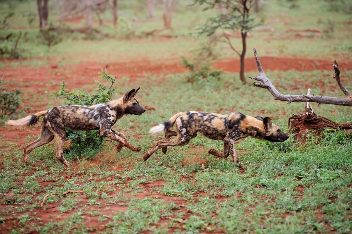 hyenas in the wild