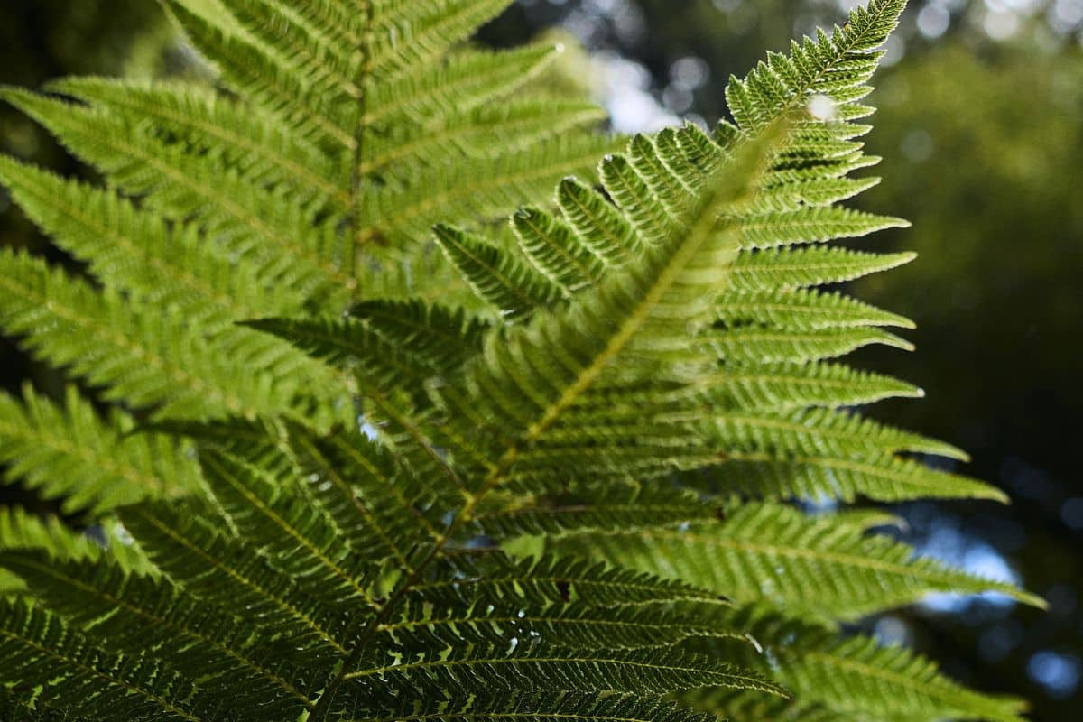 Fern Credit:Cam Neate for Manaaki Kaimai Mamaku Trust