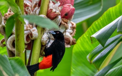 Rewilding the Brazilian Atlantic Forest
