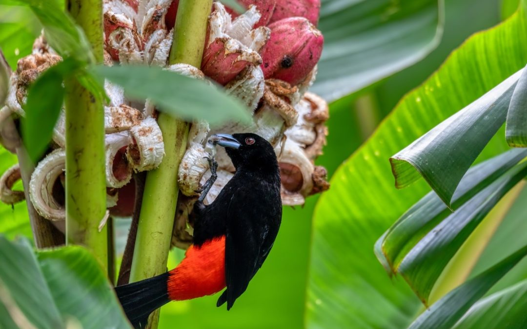 Bird in brazil credit Artush