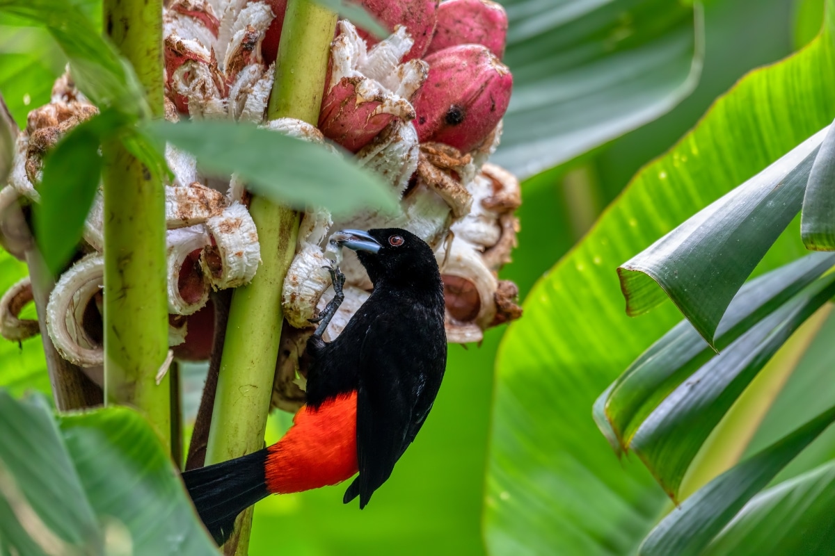 Rewilding the Brazilian Atlantic Forest