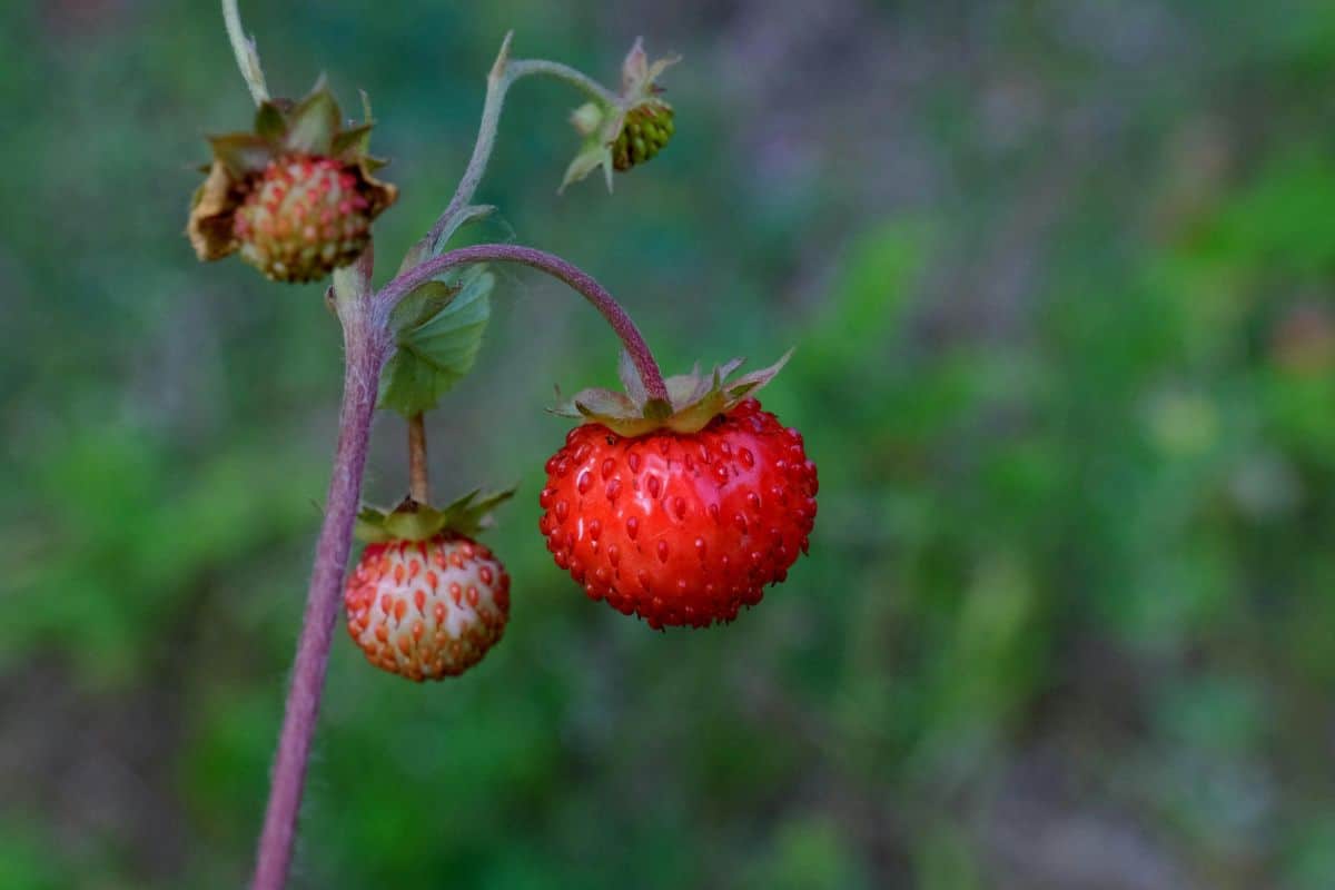 strawberries