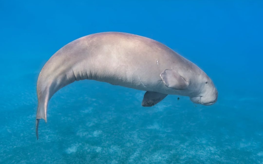 Nuwat – the nucleus of rewilding research and action in Bahrain