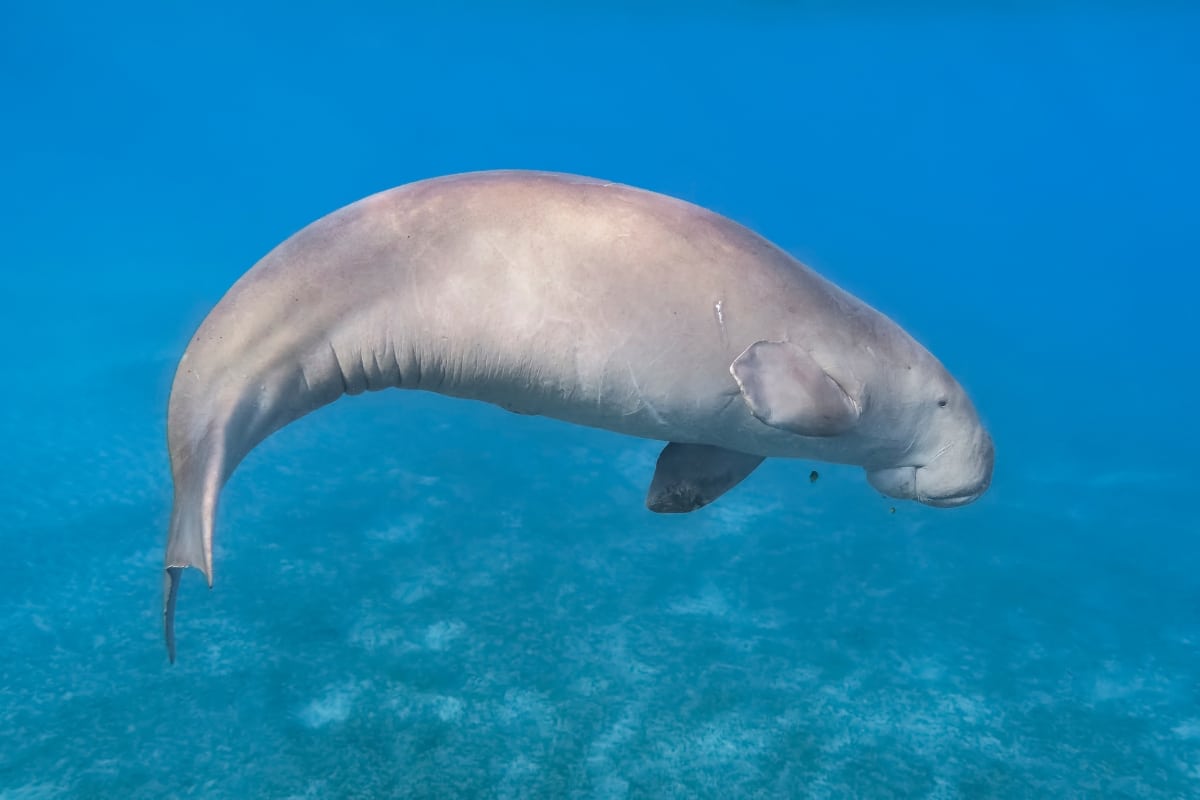 Nuwat – the nucleus of rewilding research and action in Bahrain