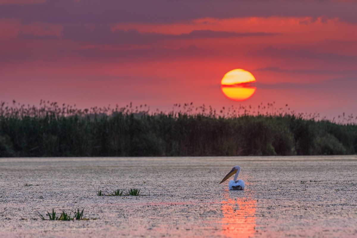 Danube Delta porojnicu from Getty Images