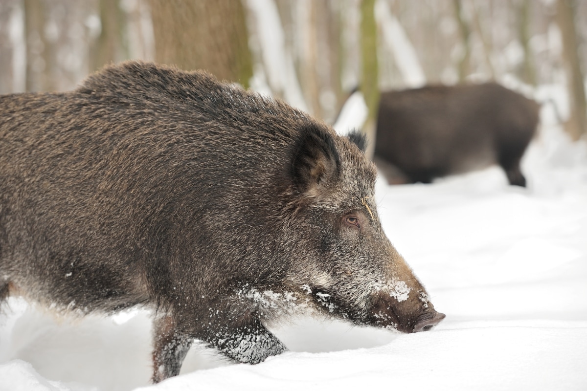 snow wild boar Byrdyak from Getty Images