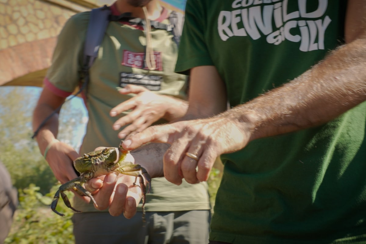 People looking at crab credit Collettivo Rewild Sicily