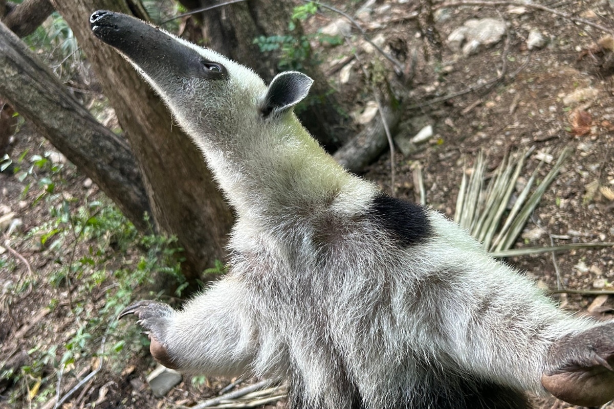 Anteater - Northern tamandua (Tamandua mexicana) looking up with limbs spread. Photo credits: Selva Teenek