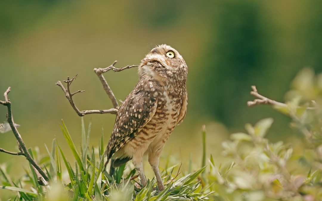 Owl looking up Credit: higorwood from Getty Images