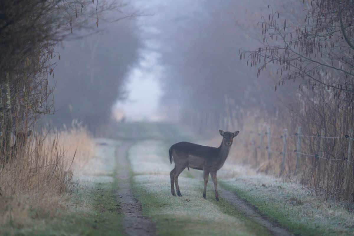 Deer in the fog. Credit: Hempel