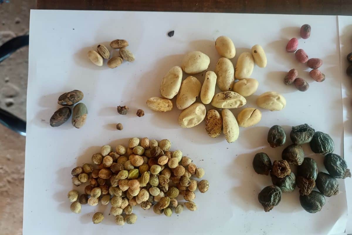Seeds are carefully collected from the forest floor beneath Hornbills nesting cavities to grow native saplings. Credit: Sahyadri Sankalp Society