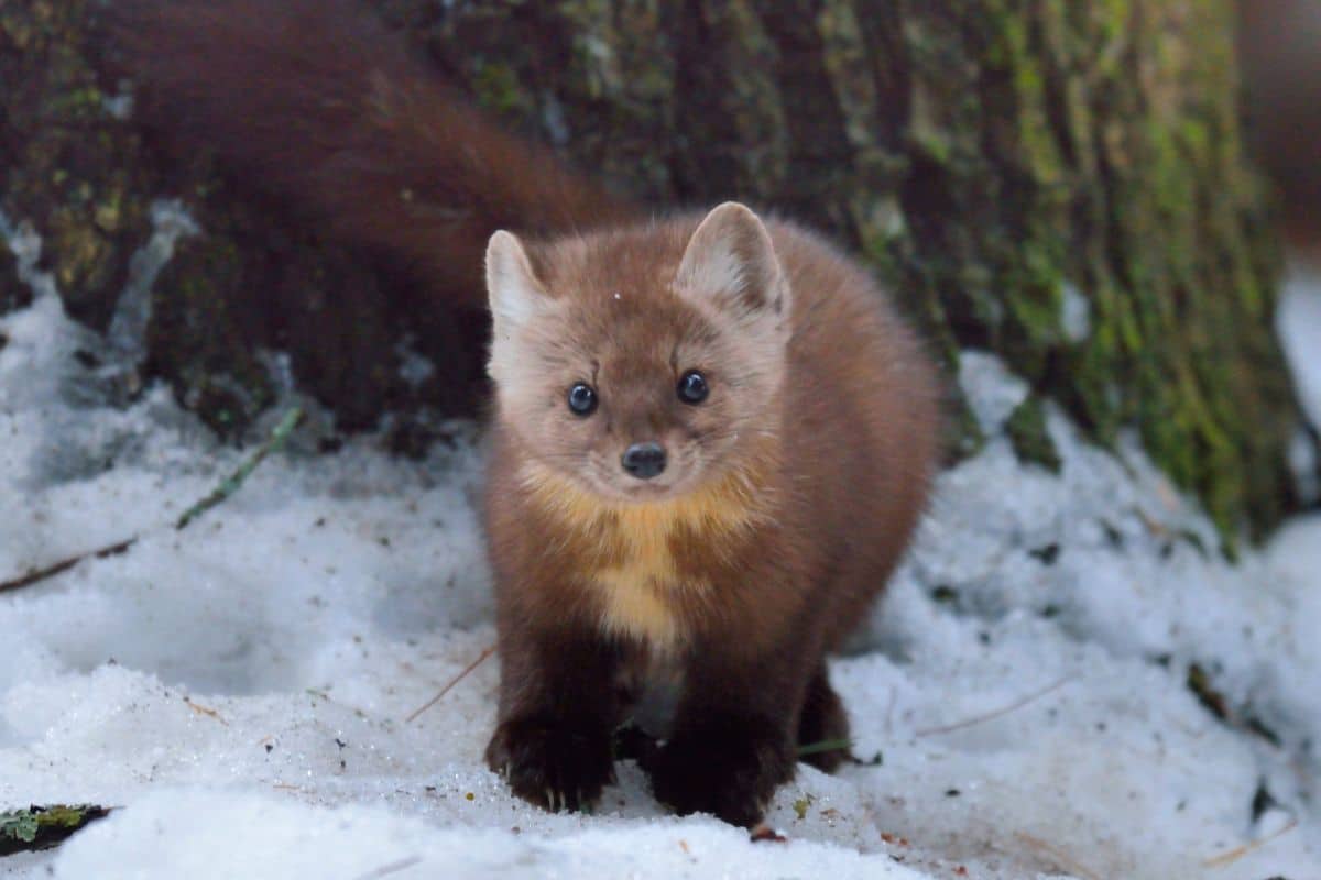 Pine Marten