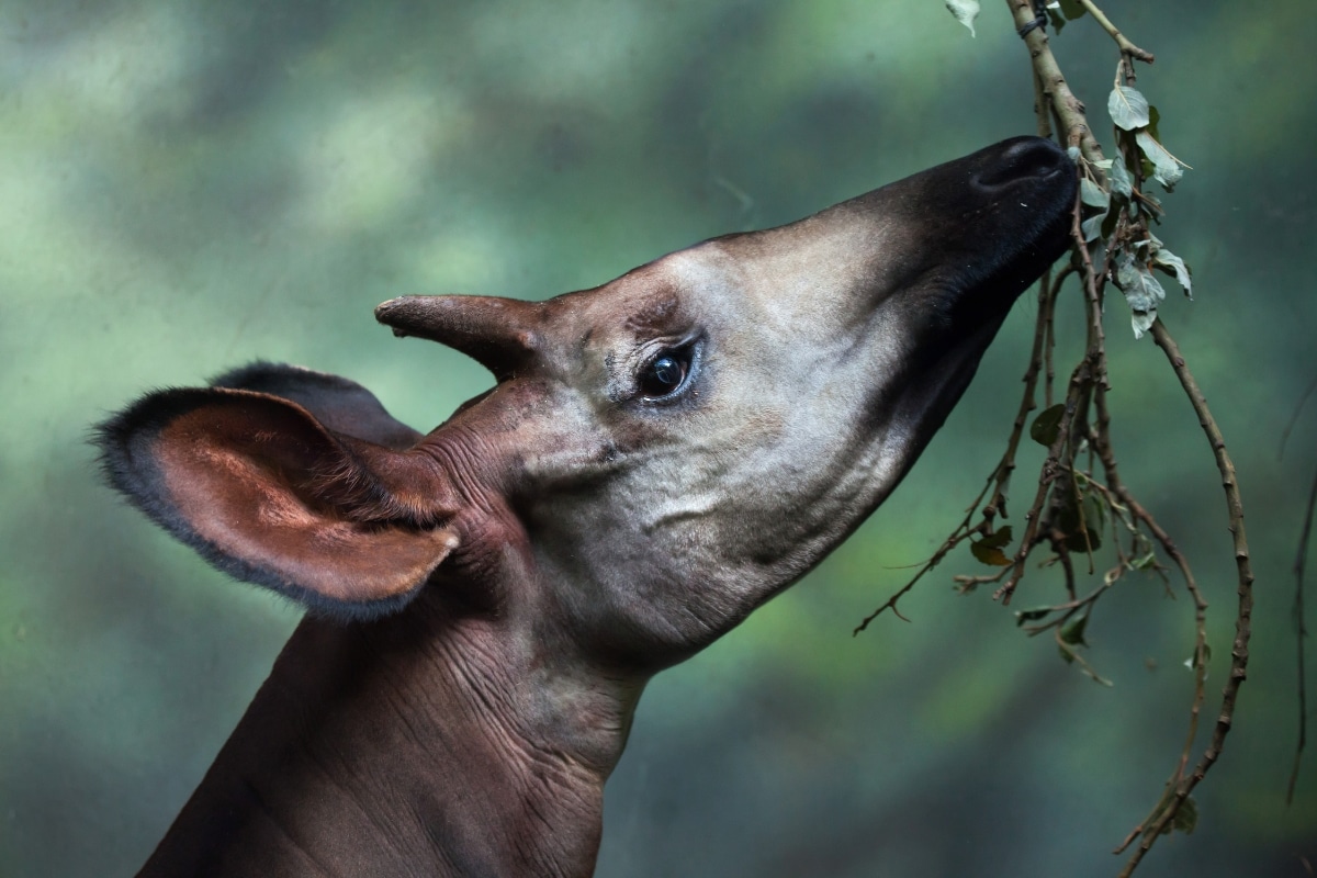 Okapi
