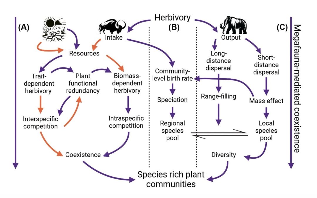 Shifting baselines and the forgotten giants: integrating megafauna into plant community ecology
