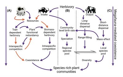 Shifting baselines and the forgotten giants: integrating megafauna into plant community ecology