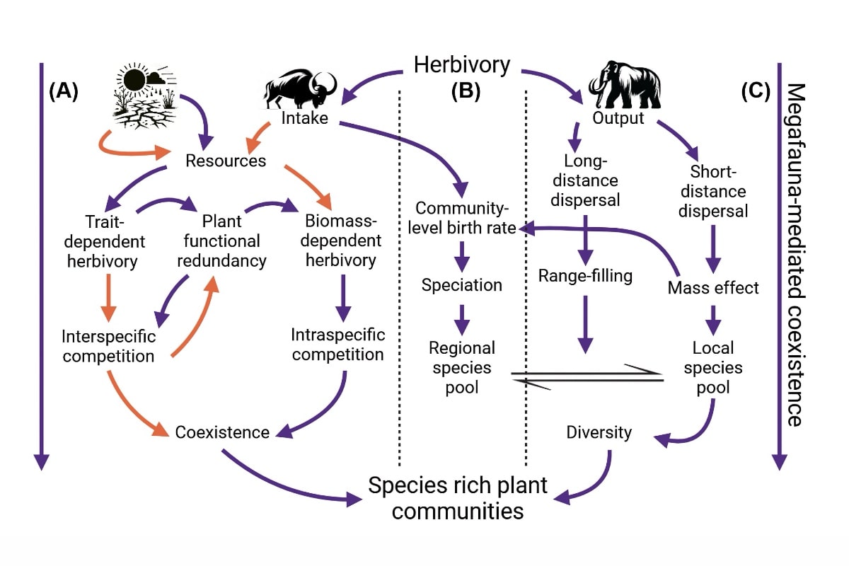 Shifting baselines and the forgotten giants: integrating megafauna into plant community ecology