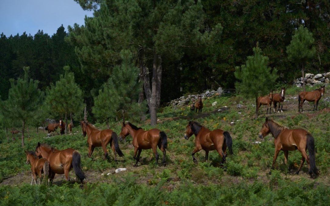 Fundación Montescola: Wild Horses in Spain are Firefighters