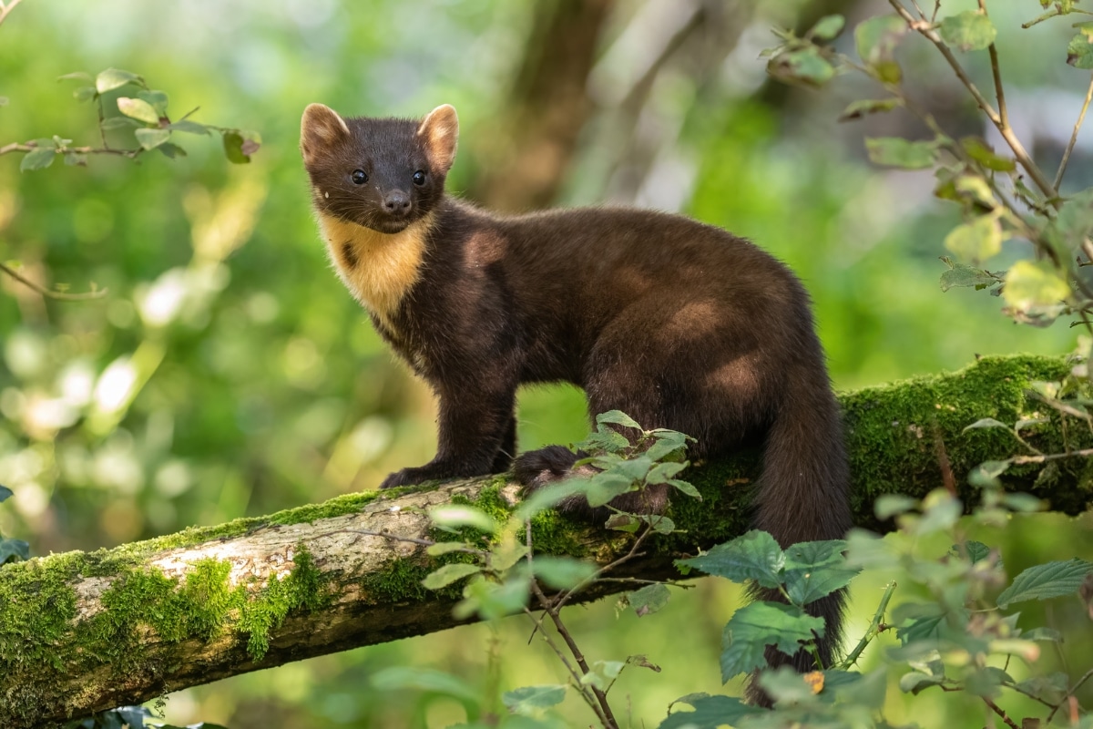 Pine Marten Credit: David O'Brien from Getty Images