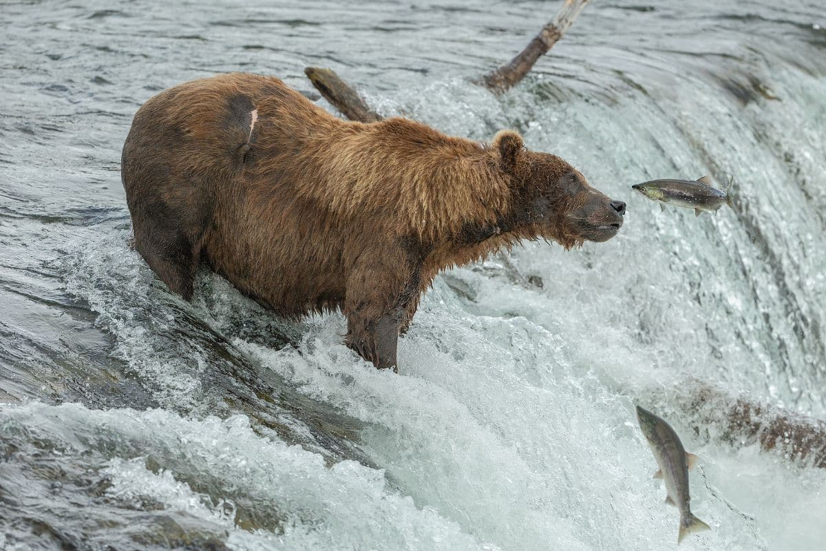 bears and salmons in a river