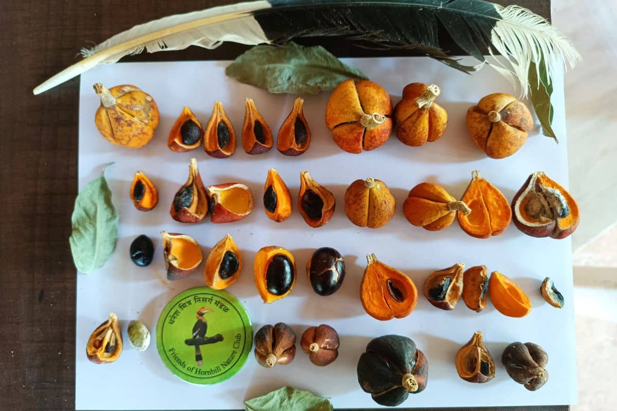 Seeds are carefully collected from the forest floor beneath Hornbills nesting cavities to grow native saplings. Credit: Sahyadri Sankalp Society