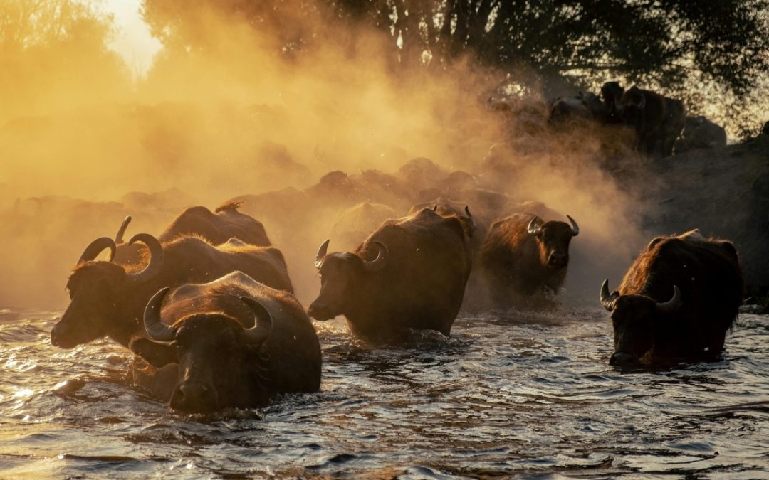 Herd of Buffalo. Zeynep Sude Emek from Pexels
