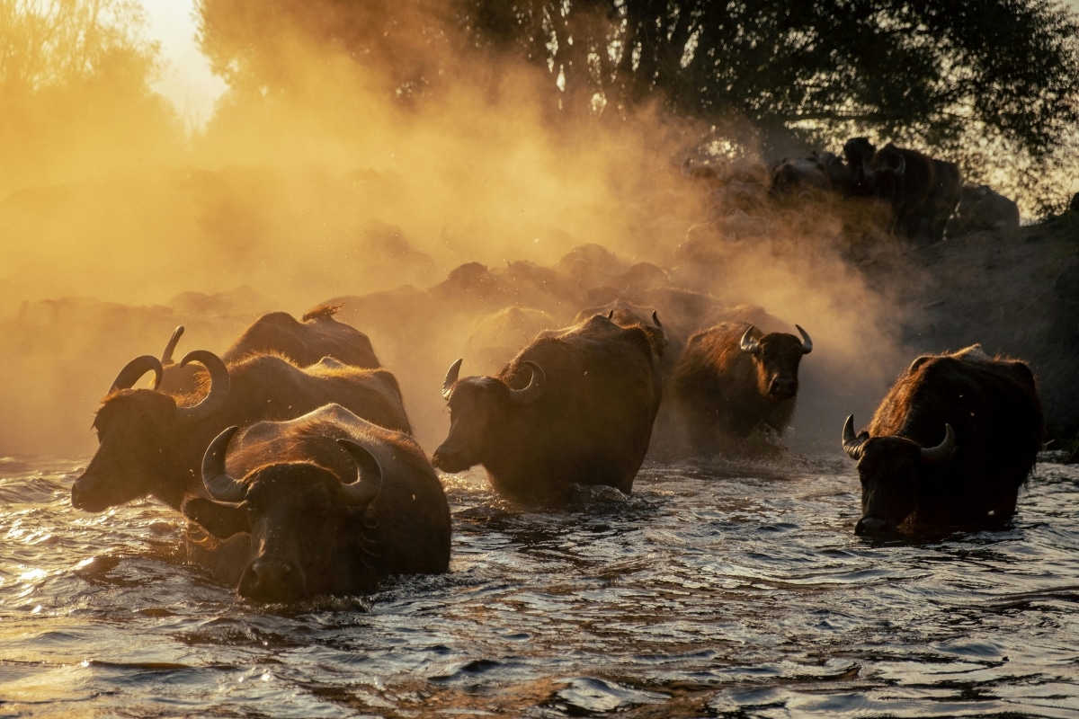 Herd of Buffalo. Zeynep Sude Emek from Pexels