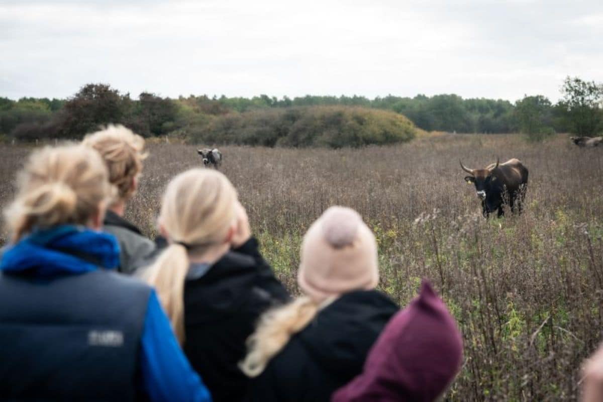 People looking at Tauros from a distance Credit: Lars Hestbæk and Frederik Josefsen 