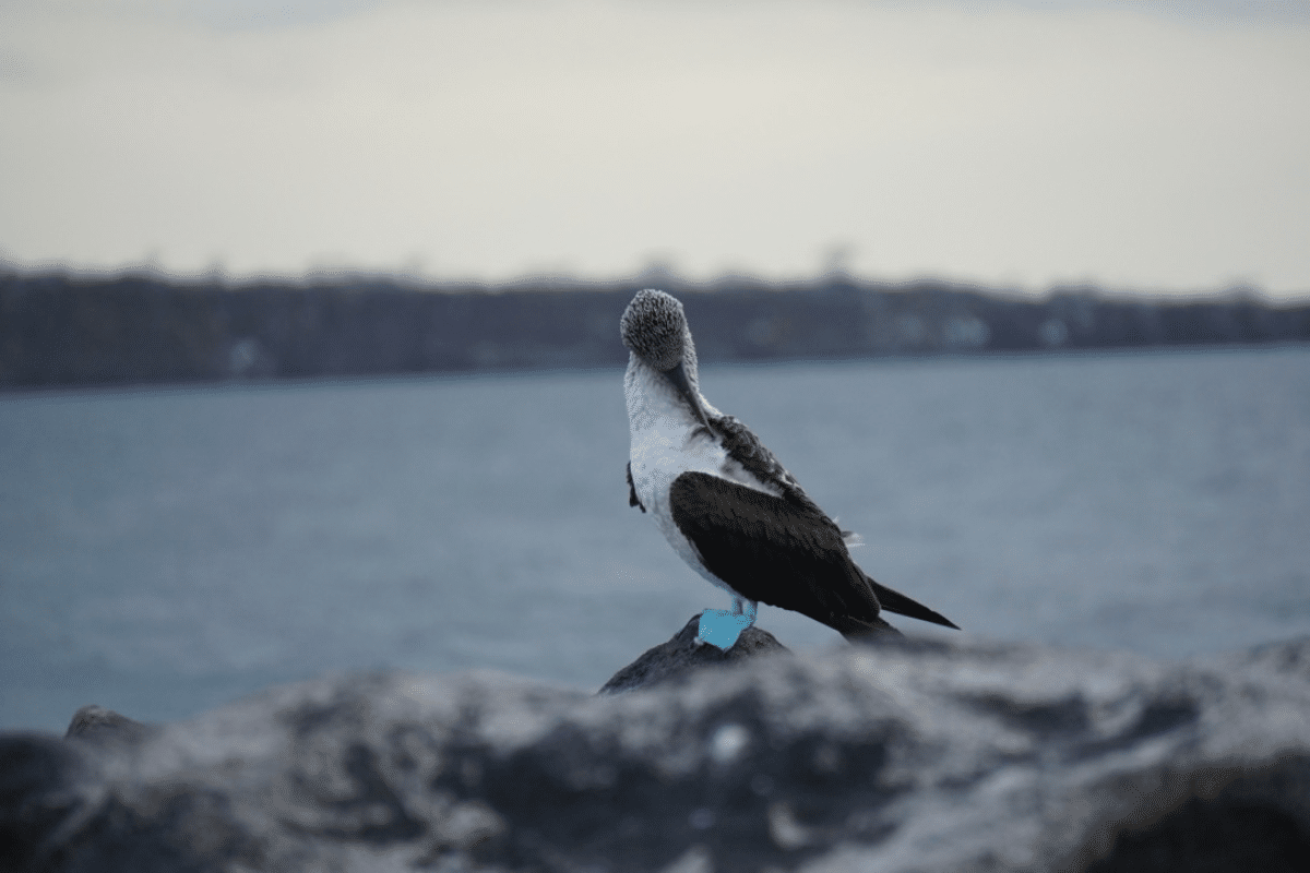 A blue-footed booby - Galápagos