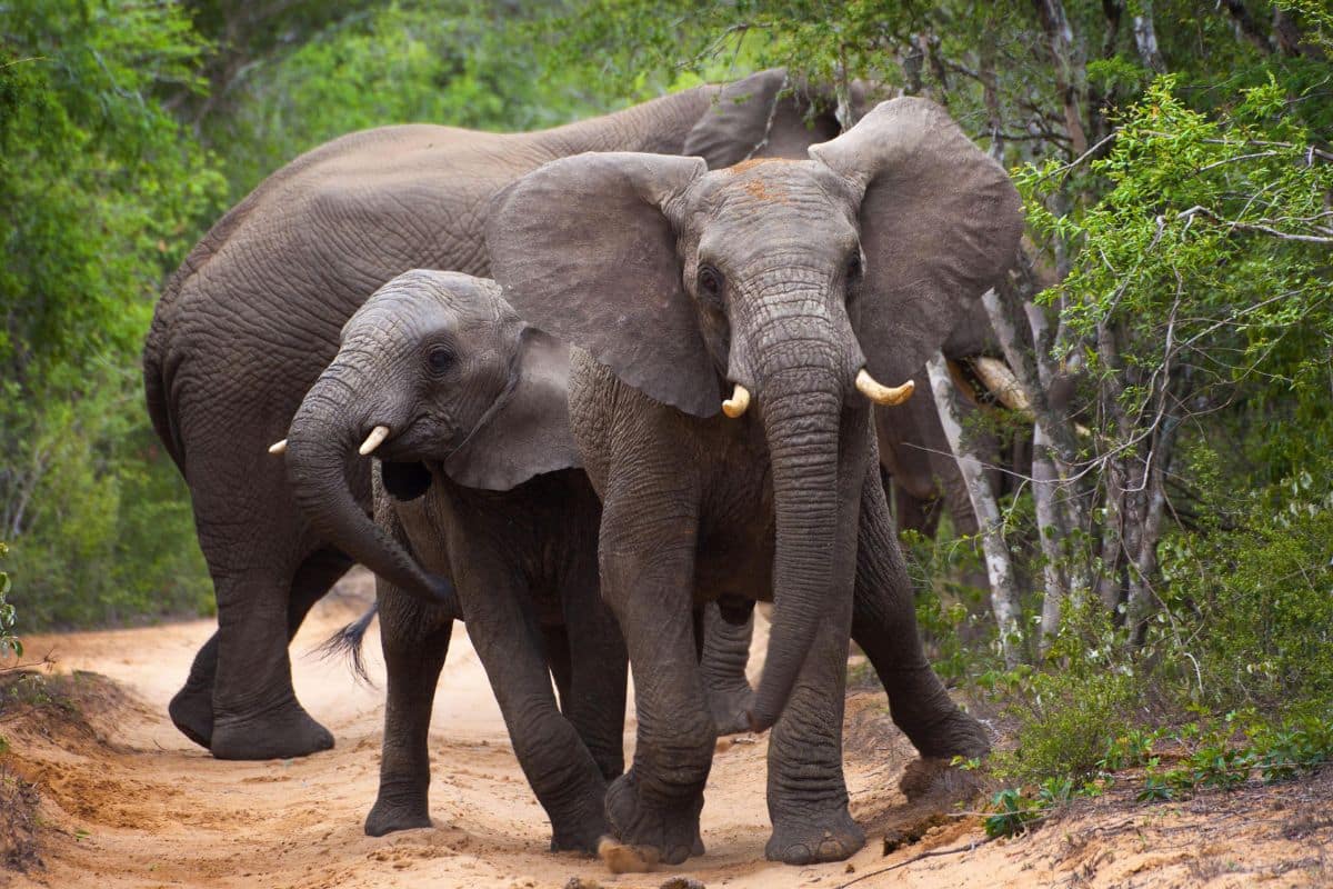 A breeding herd of elephants next door at the Munyawana.