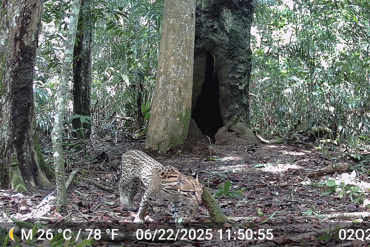 Credit: AKAE Conservación 