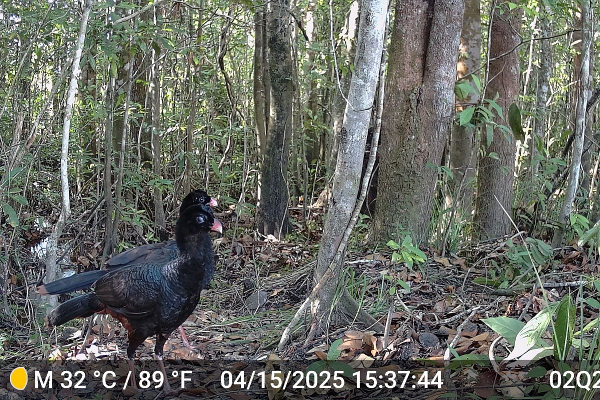 Credit: AKAE Conservación 