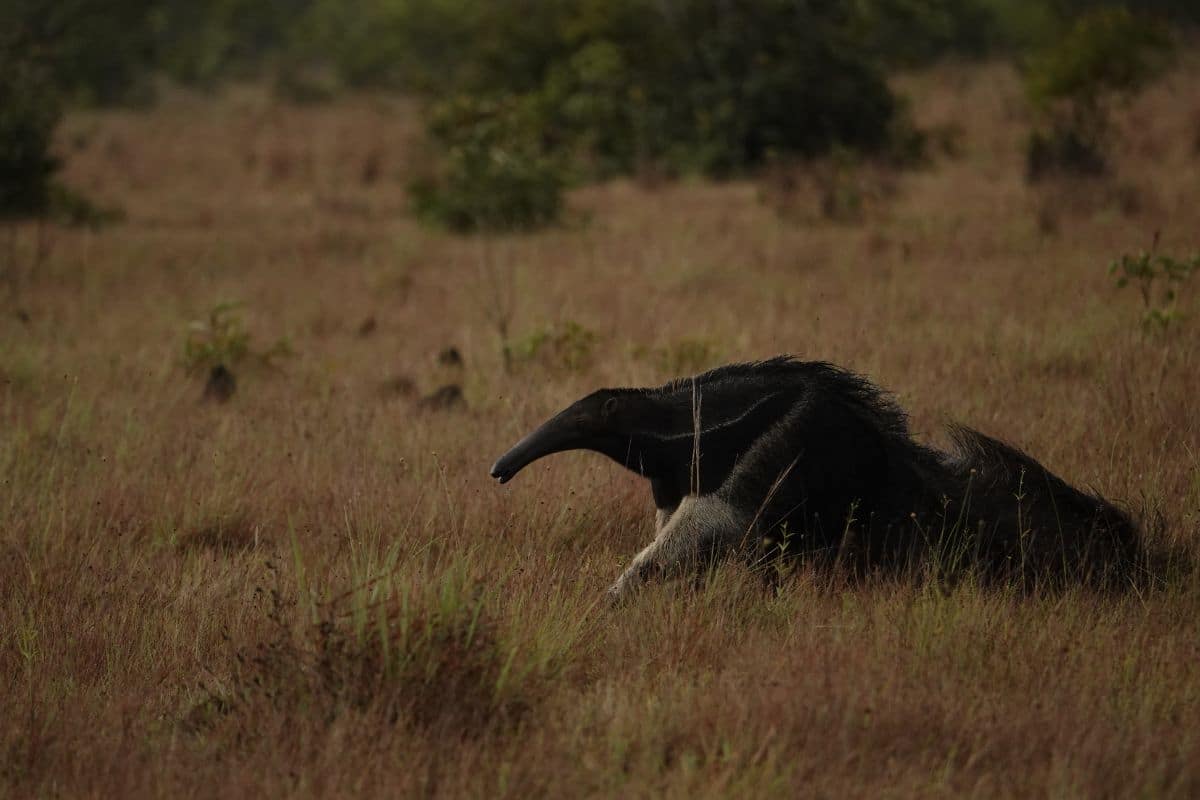 Credits: AKAE Conservación