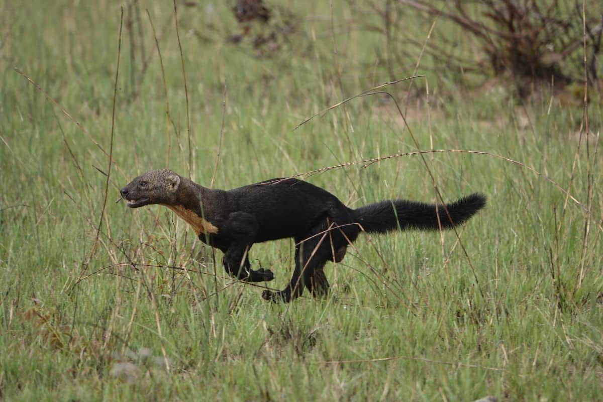 Credit: AKAE Conservación