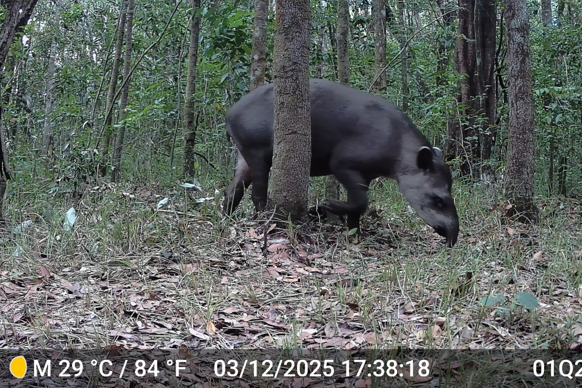 Credit: AKAE Conservación 