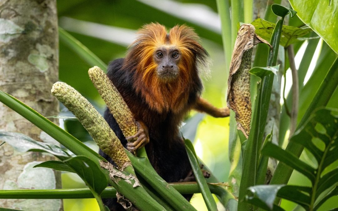 Tamarin monkey in the wild Credit: AMAP Brazil