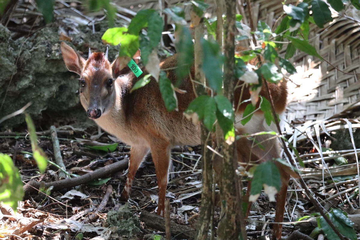small deer called duiker