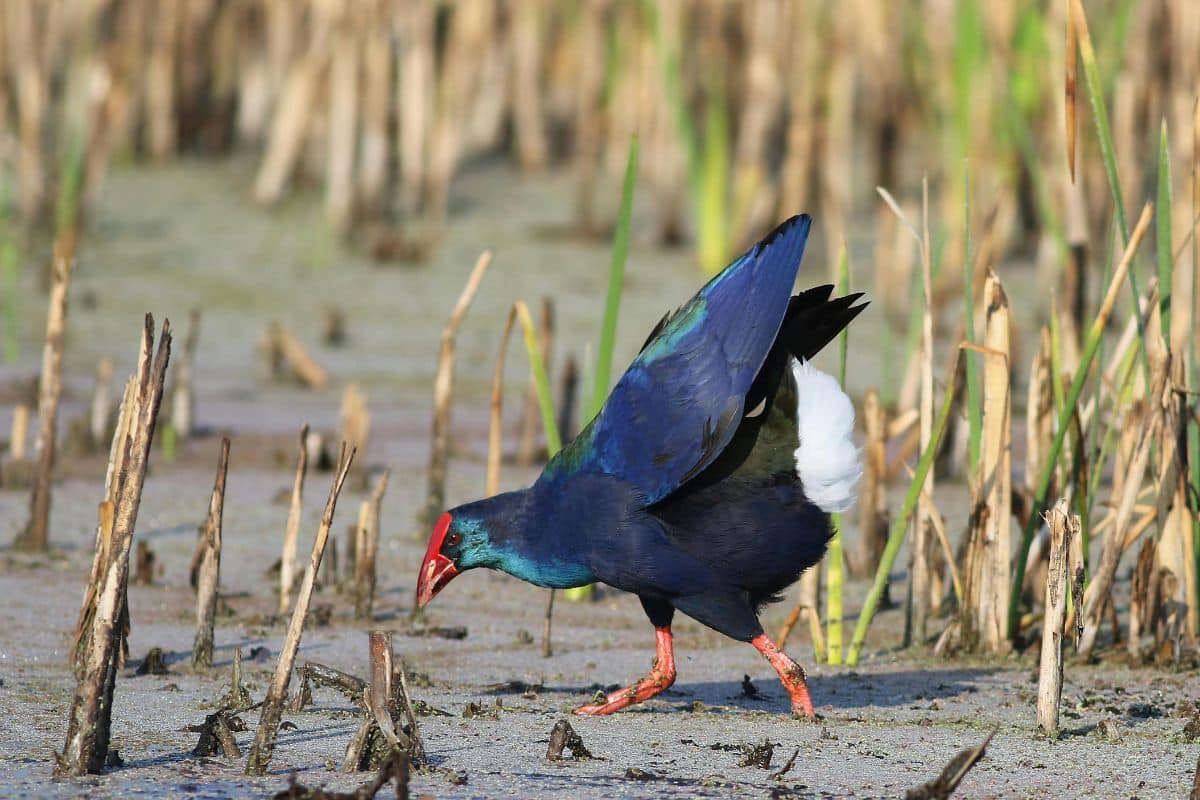 African Purple Swamphen in Wetland Habitat. Credit: Derek Keats from Pexels