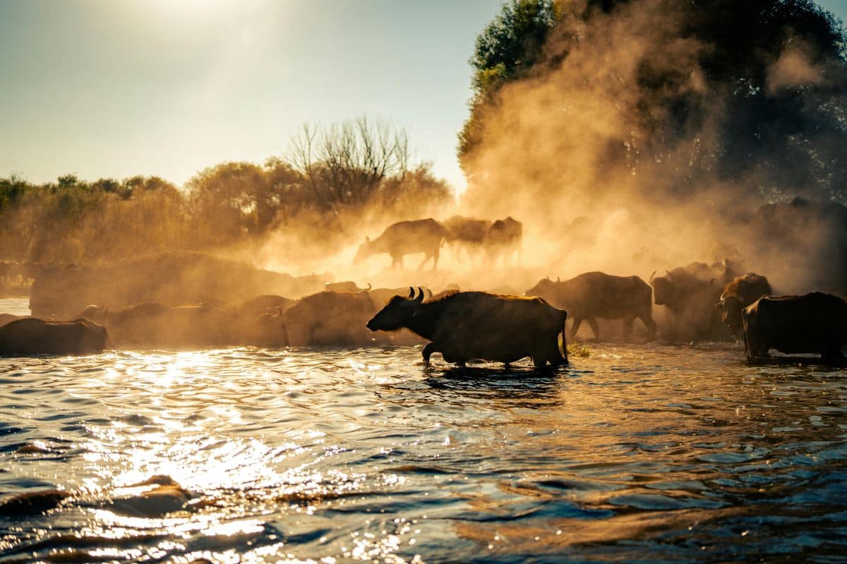 African Water Buffalo crossing river at sunrise. Credit Zeynep Sude Emek from Pexels