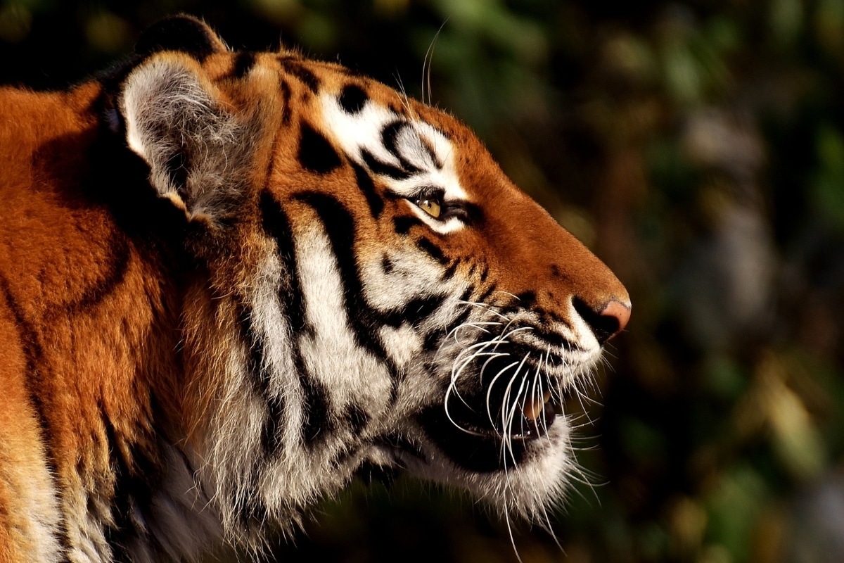close up of a tiger's head from the side